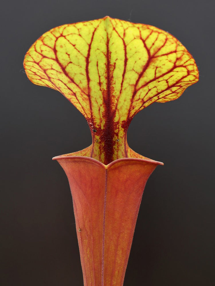 Sarracenia flava var. rubricorpora F20 MK Giant red tube, Apalachicola