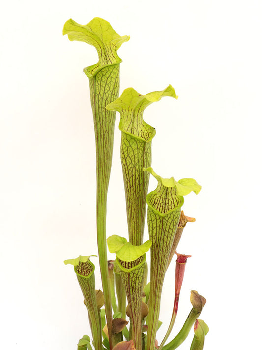 Sarracenia rubra ssp. alabamensis