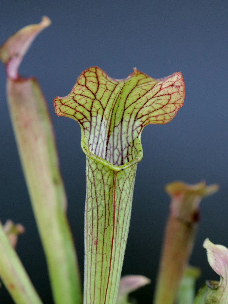 Sarracenia rubra  Citronelle, Alabama