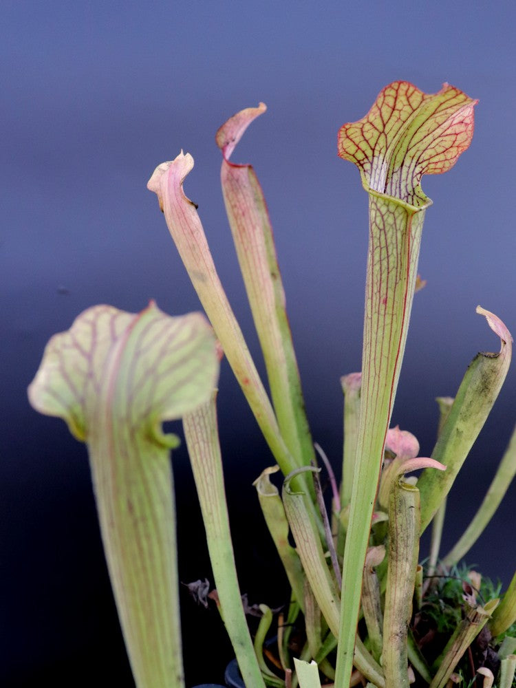 Sarracenia rubra  Citronelle, Alabama