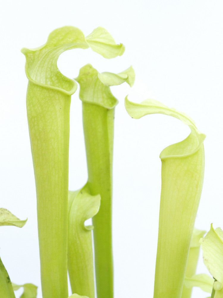 Sarracenia rubra subsp. gulfensis f. heterophylla
