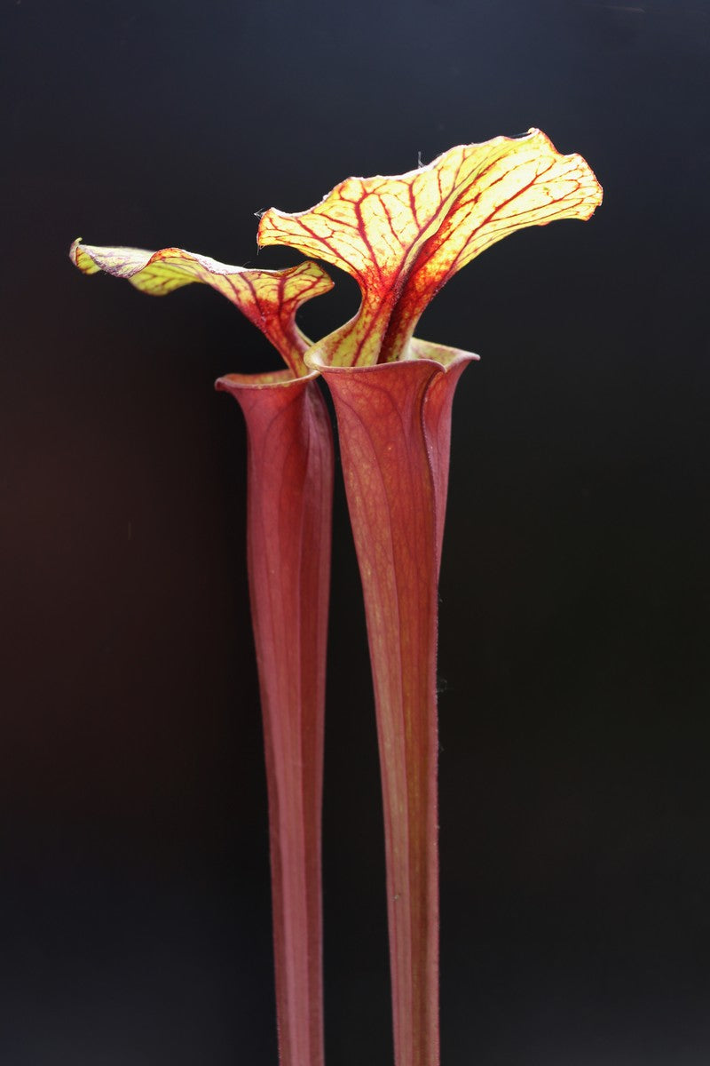 Sarracenia flava var. rubricorpora Sumatra "Very tall"