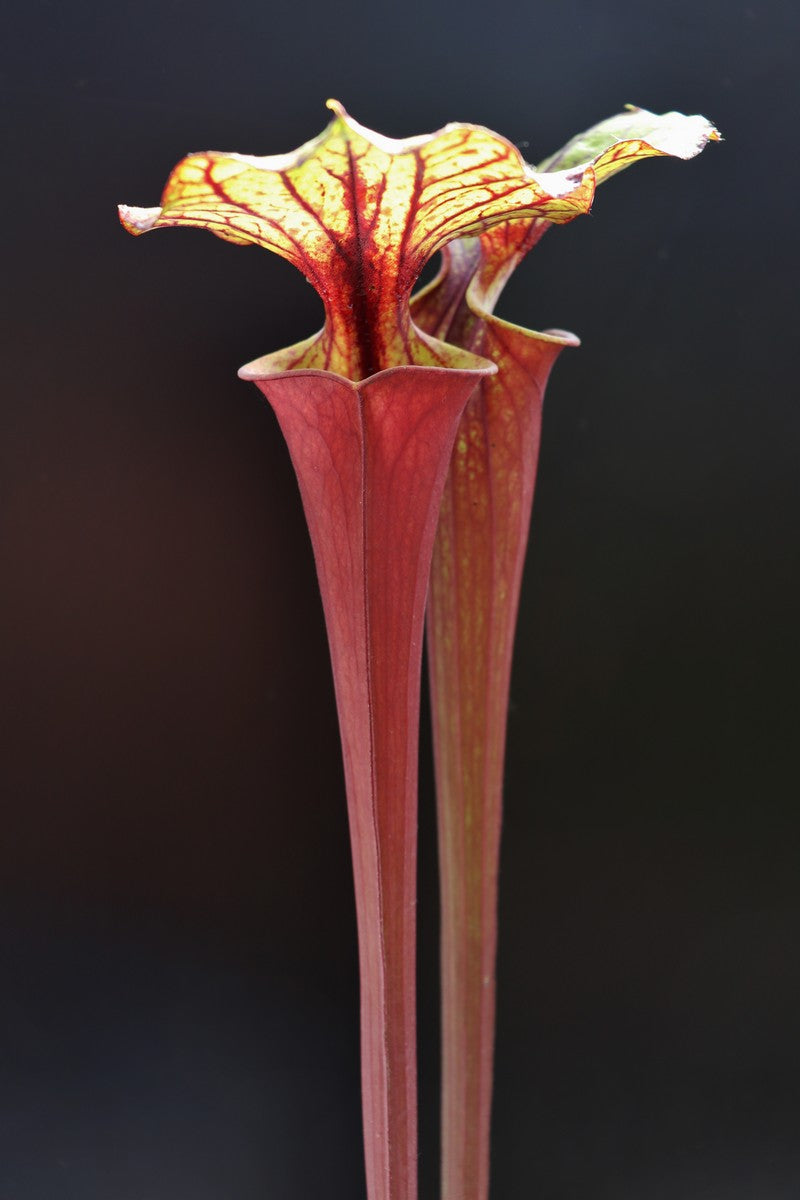 Sarracenia flava var. rubricorpora Sumatra "Very tall"