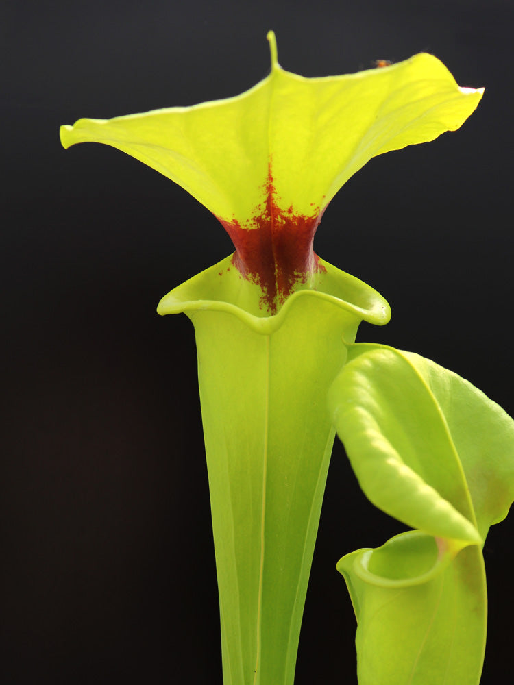 Sarracenia flava var. rugelii  F100 MK  Very tall form, Apalachicola National Park, FL.