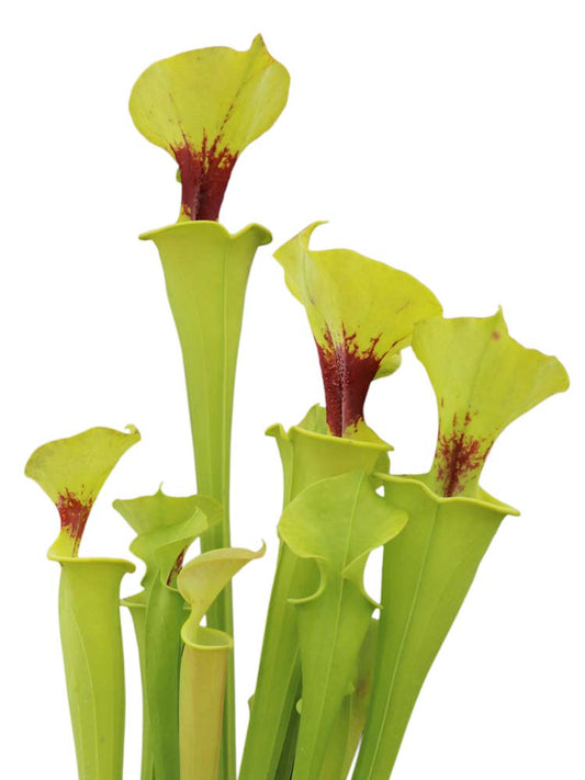 Sarracenia flava var. rugelii  F147 MK  Bruce Bednar