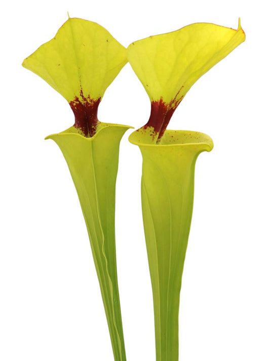 Sarracenia flava var. rugelii  F18 MK "Giant robust clone"