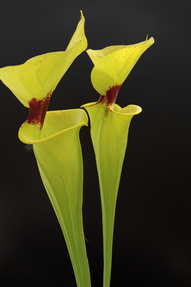 Sarracenia flava var. rugelii  F18 MK "Giant robust clone"