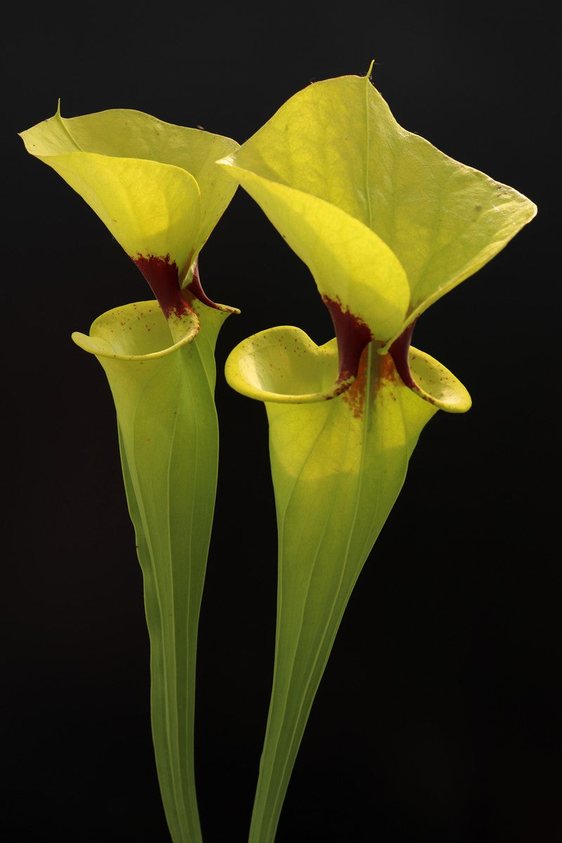 Sarracenia flava var. rugelii  F18 MK "Giant robust clone"