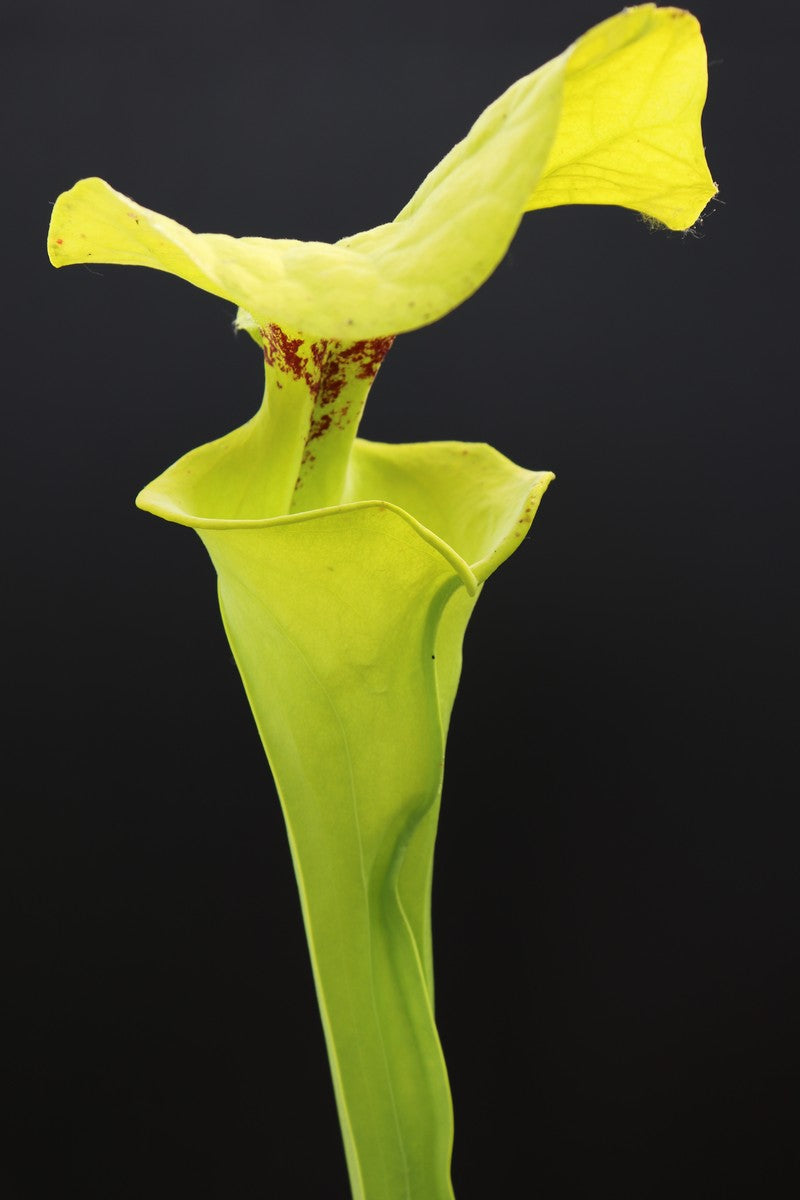Sarracenia flava var. rugelii  "Giant lid" AA