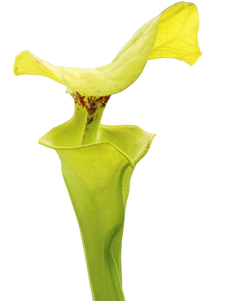 Sarracenia flava var. rugelii  "Giant lid" AA