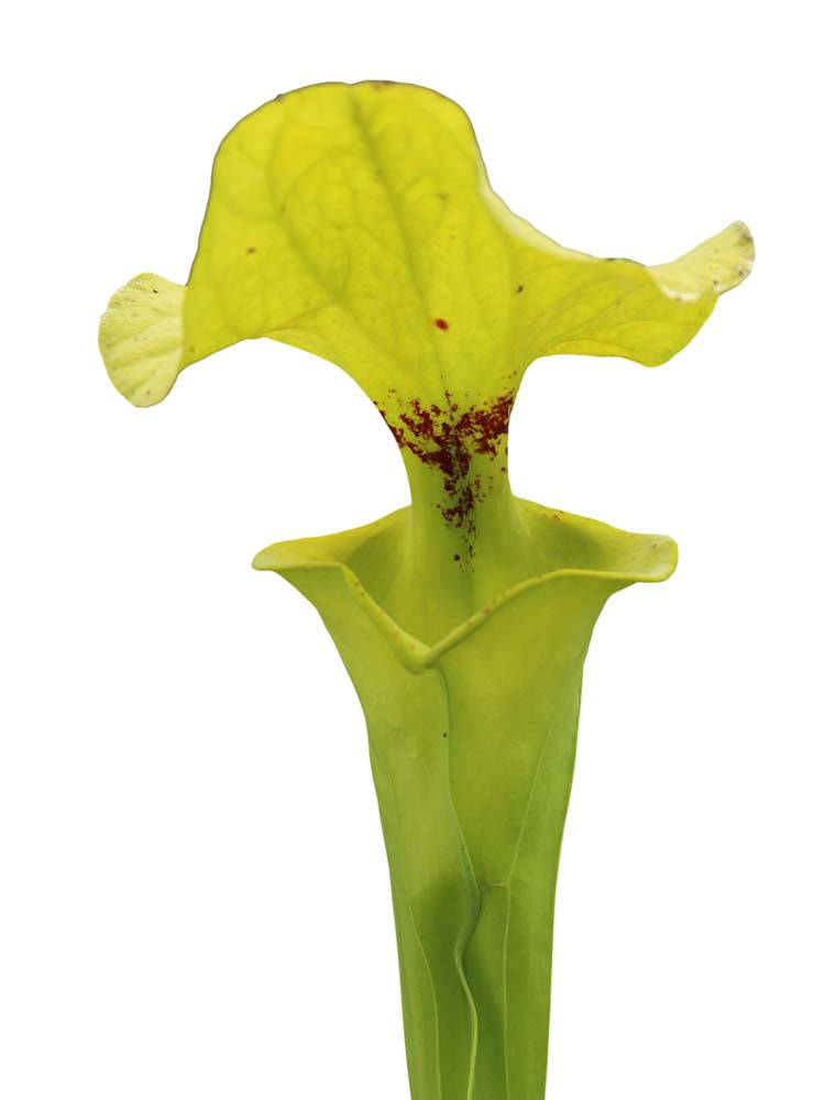 Sarracenia flava var. rugelii  "Giant lid" AA
