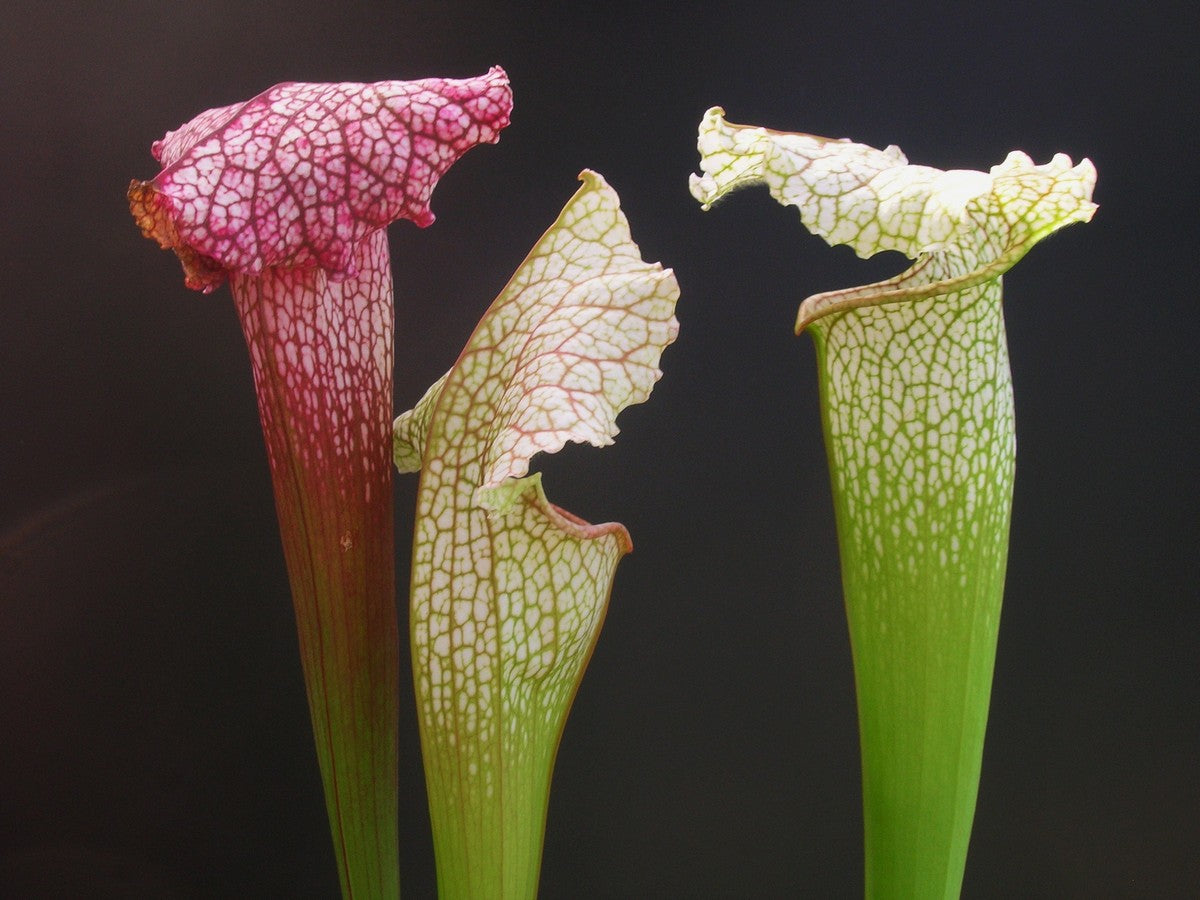 Sarracenia "Pink thing"