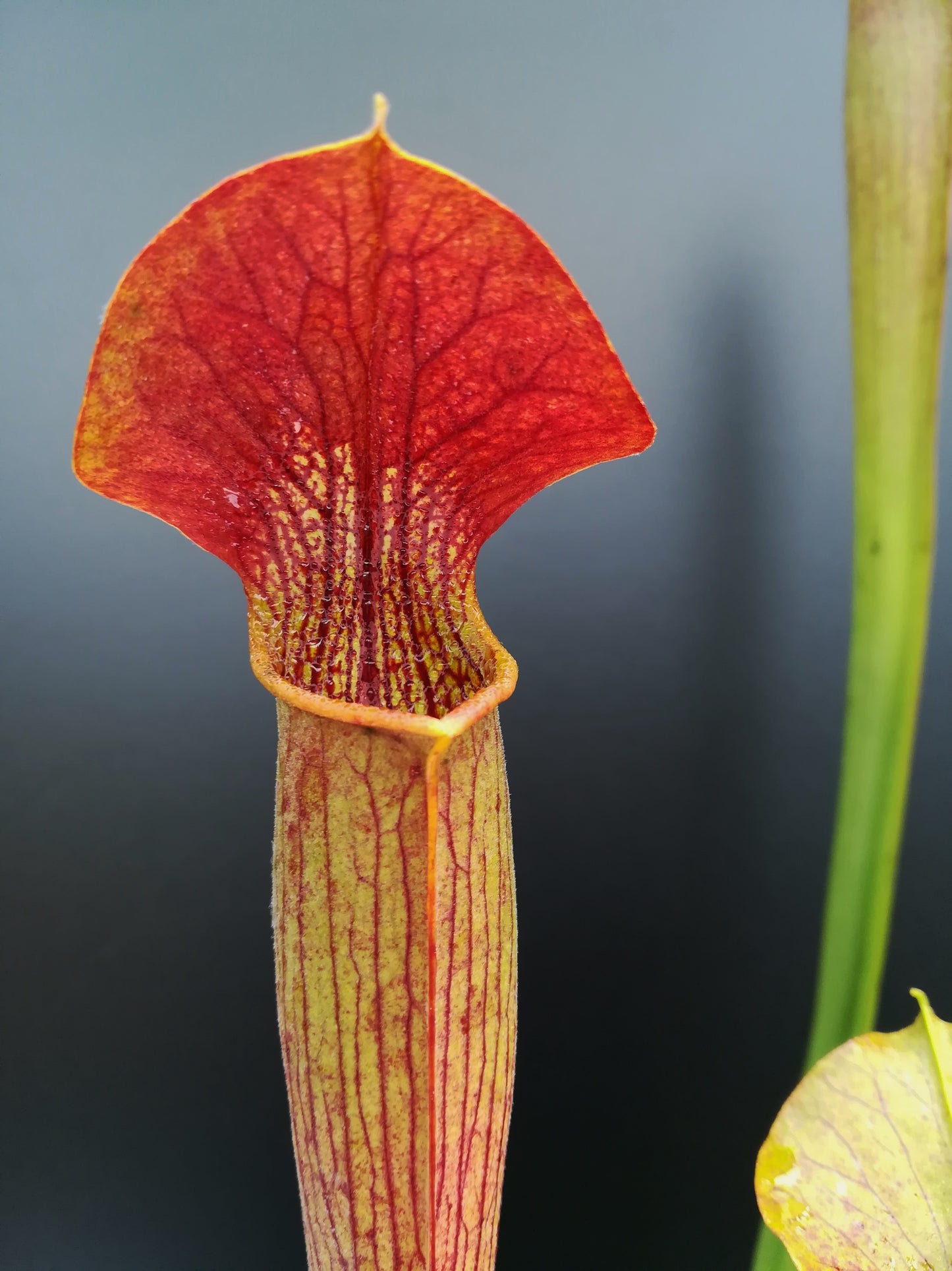 Sarracenia alata var. rubrioperculata "Red lid and tube" SA01 AS