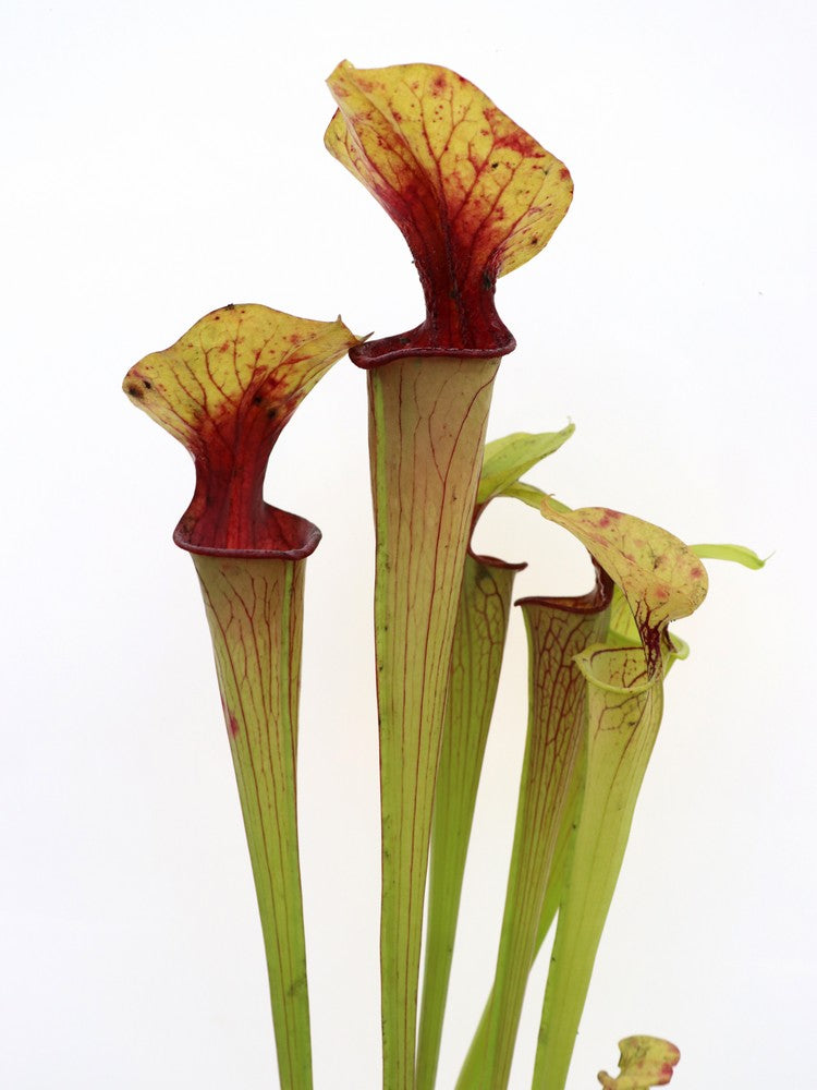 Sarracenia SA04 AC x SFM02 AC