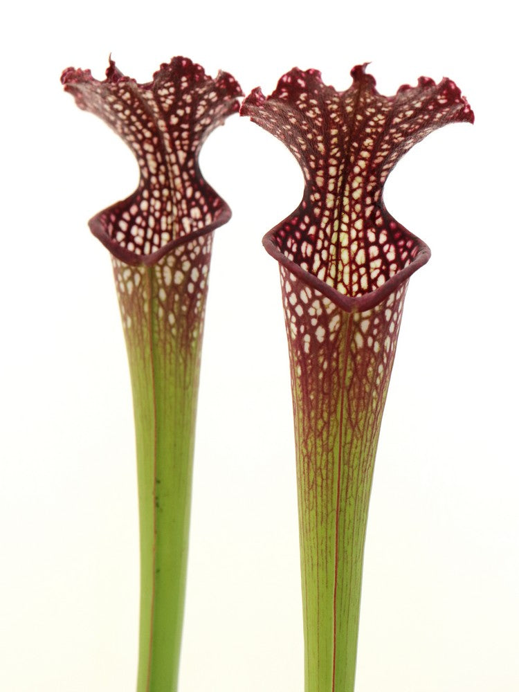Sarracenia x "Farnhamii"