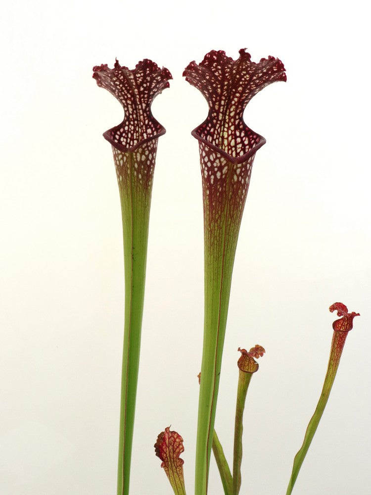 Sarracenia x "Farnhamii"