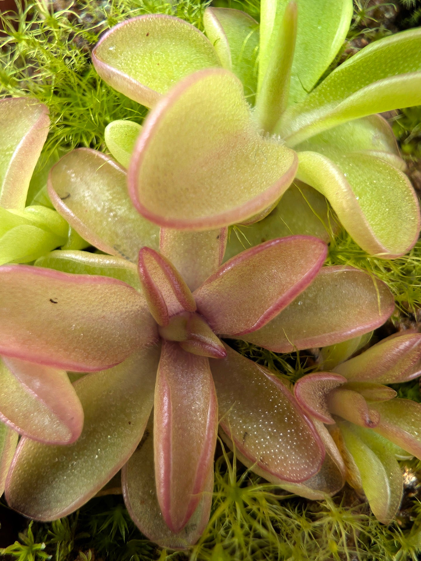 Pinguicula 'Seductora'