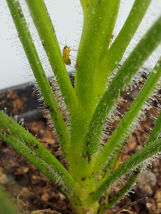 Byblis gigantea con 2 Setocoris bybliphilus