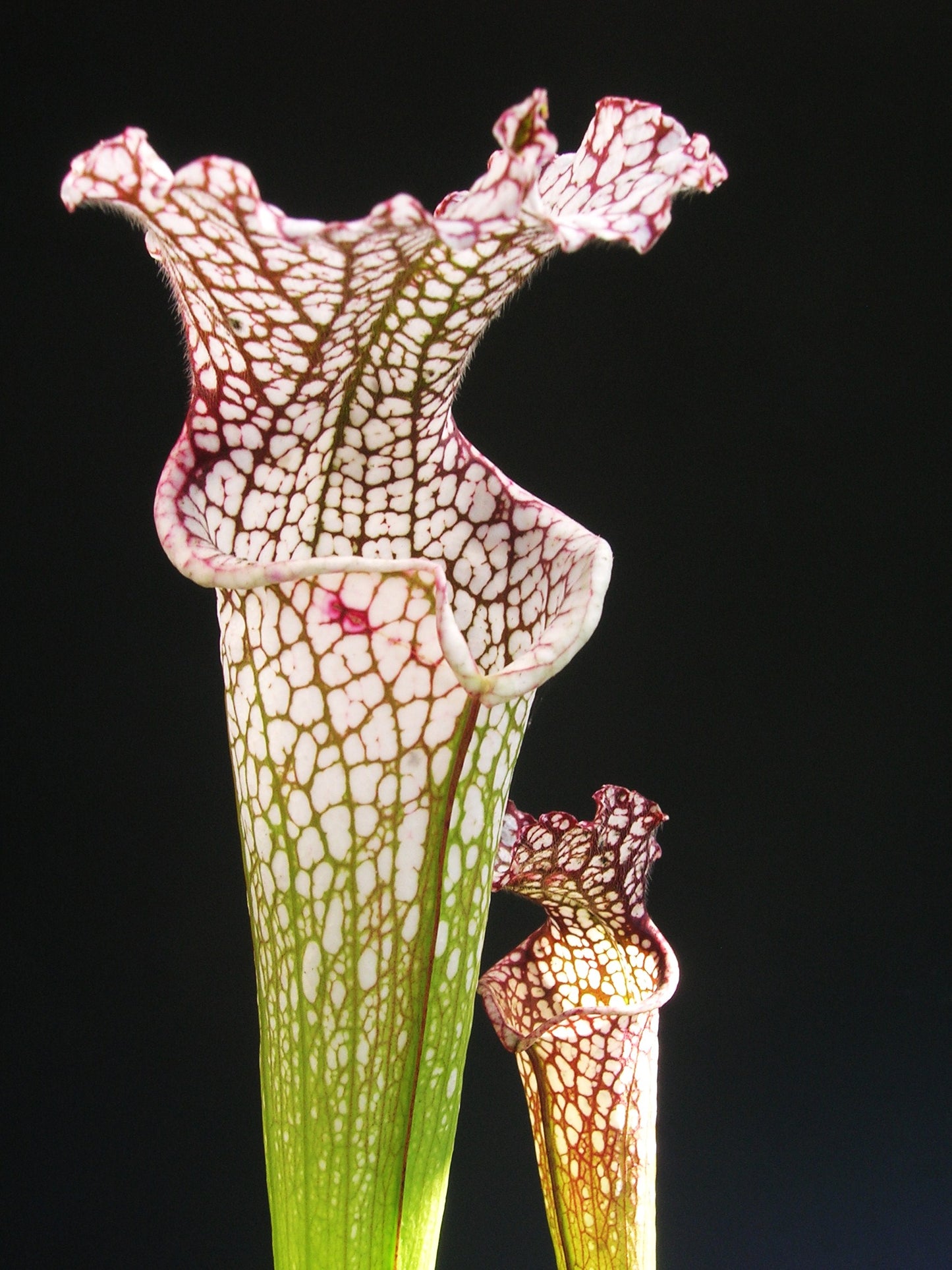 Sarracenia "Hybrid " SH01 RVL