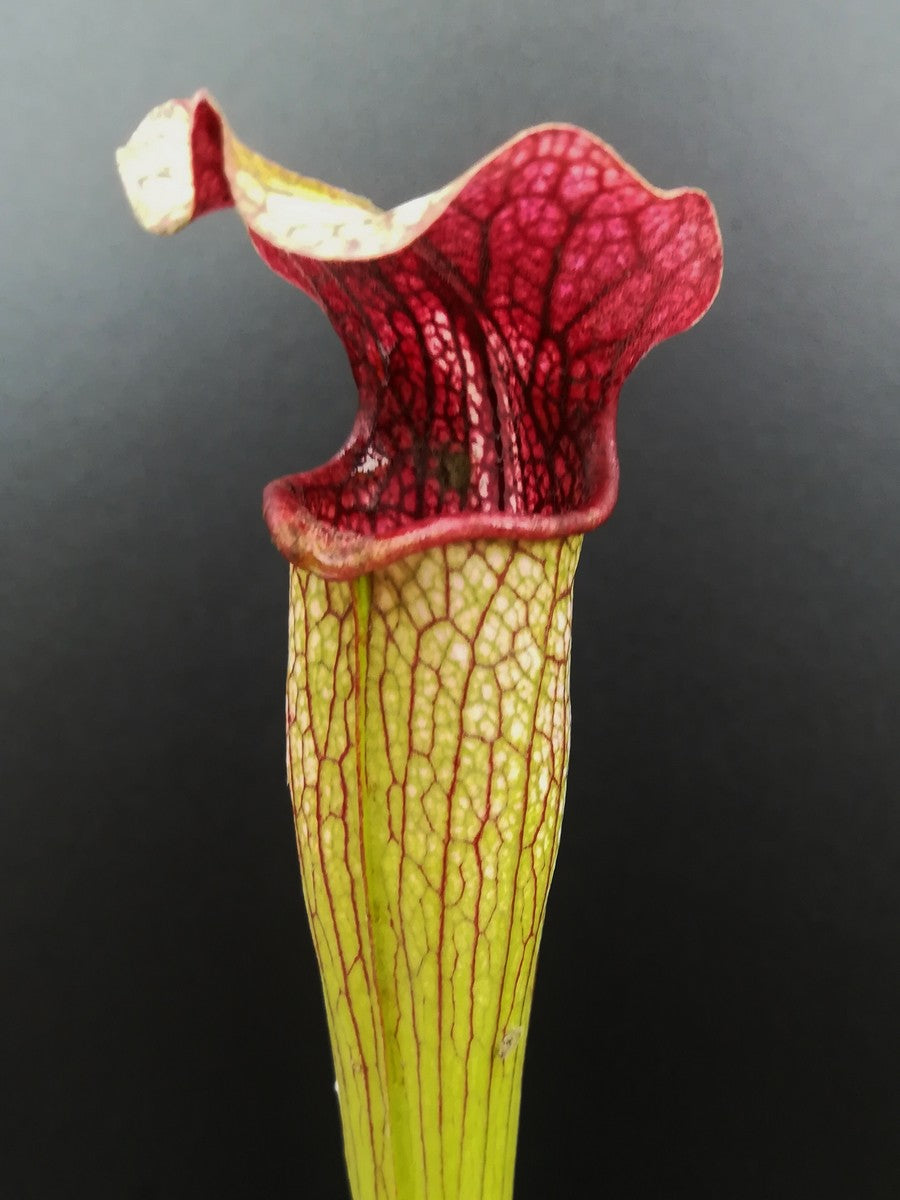 S.x Areolata  SH07 RVL  Hans Luhrs