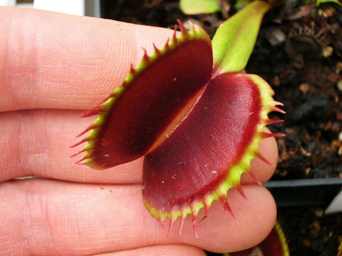 Dionaea muscipula SL13 Trev Cox "Black Traps"