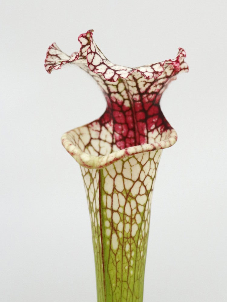 Sarracenia leucophylla SL61 AC "Red stripe throat"