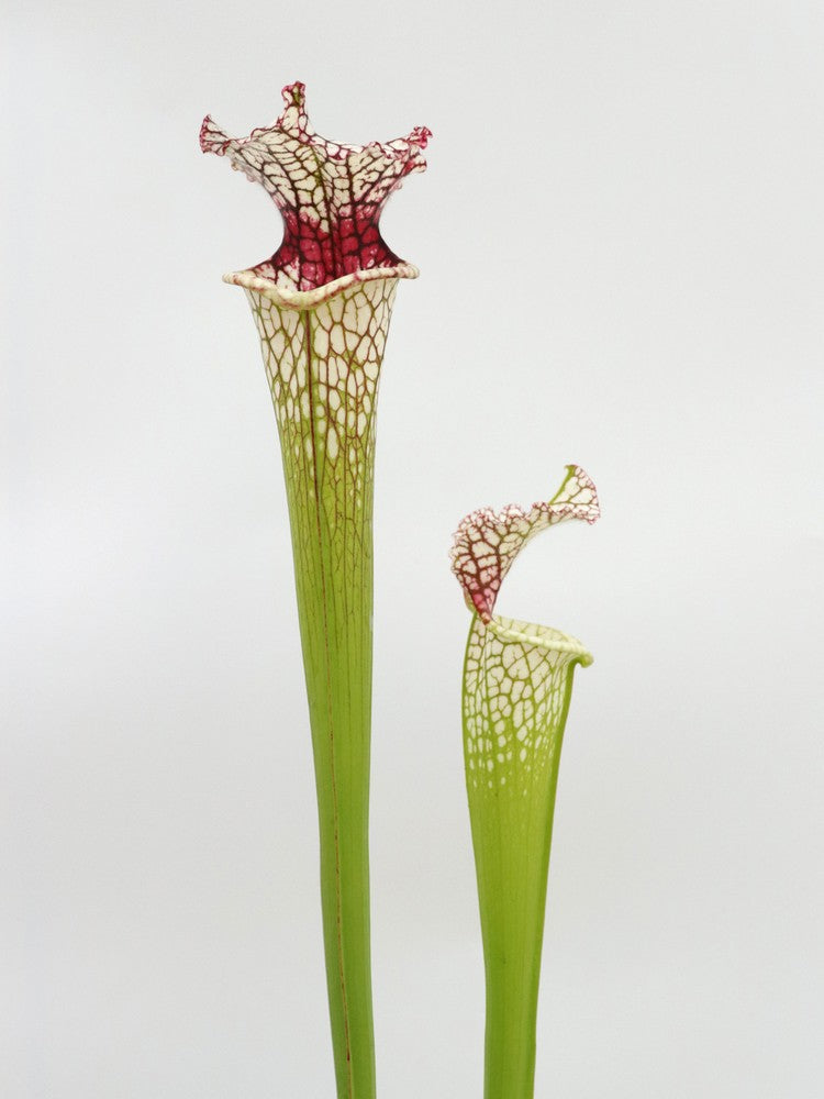 Sarracenia leucophylla SL61 AC "Red stripe throat"