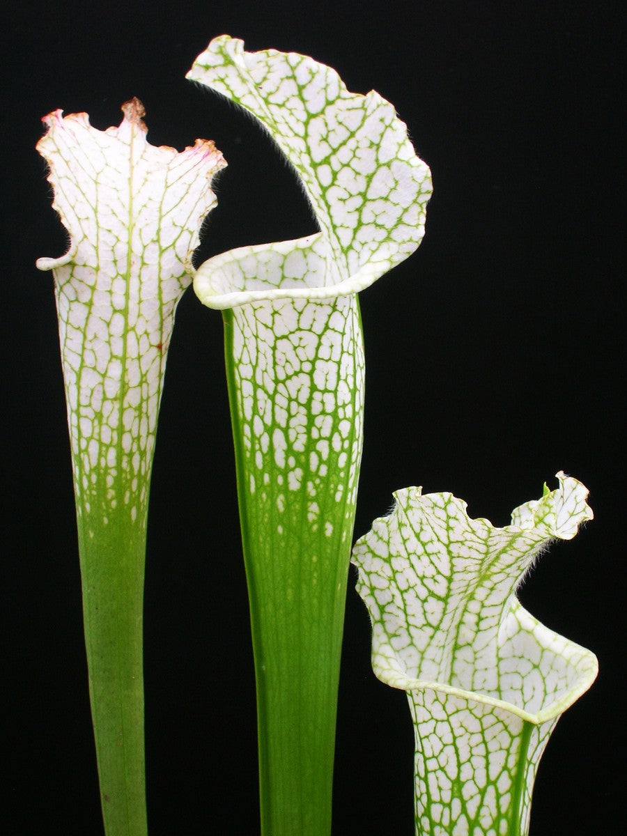 Sarracenia leucophylla var. alba SL08 Klein