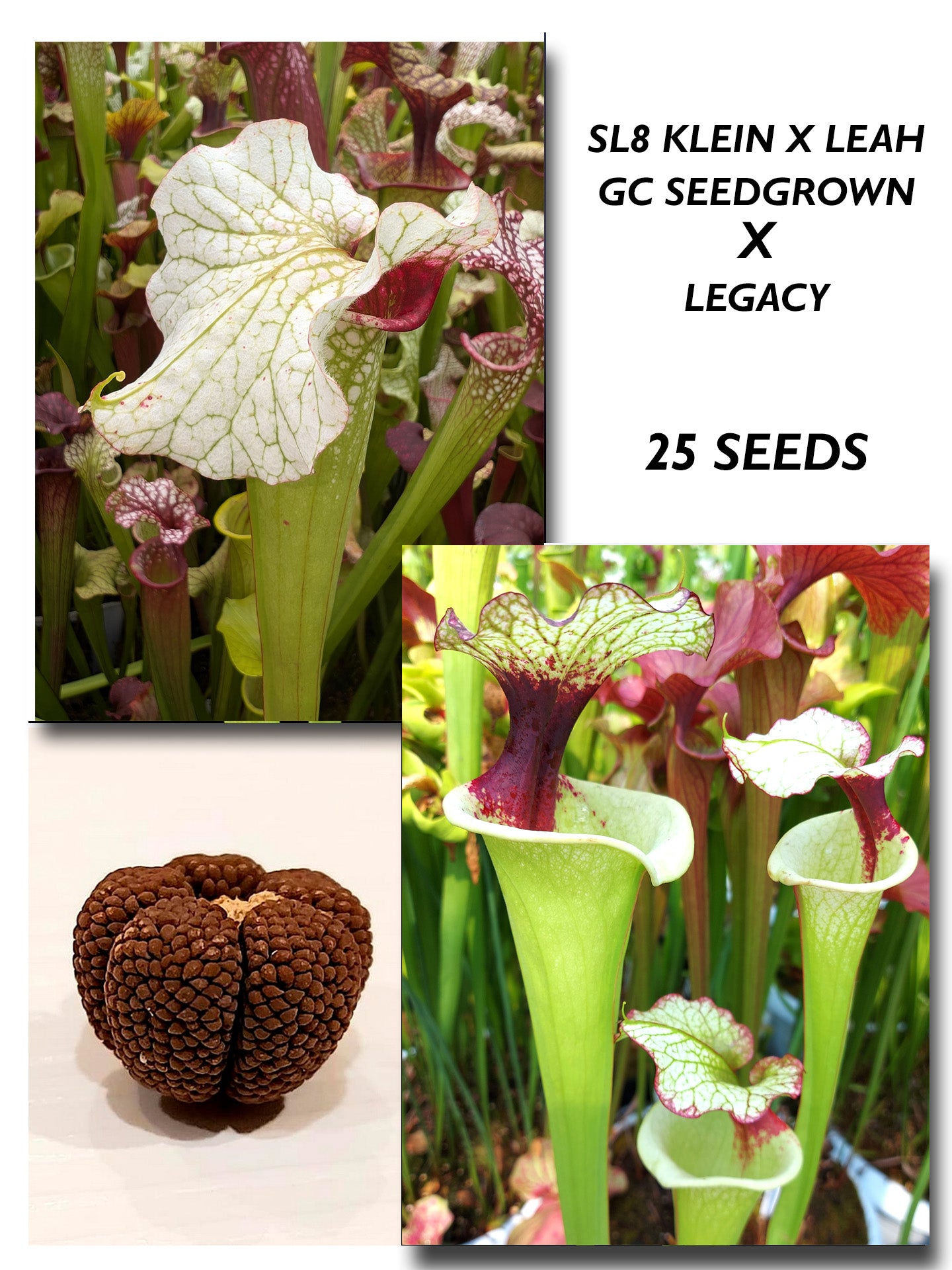 SARRACENIA (SL8 KLEIN X LEAH W. GC SEEDGROWN) X LEGACY