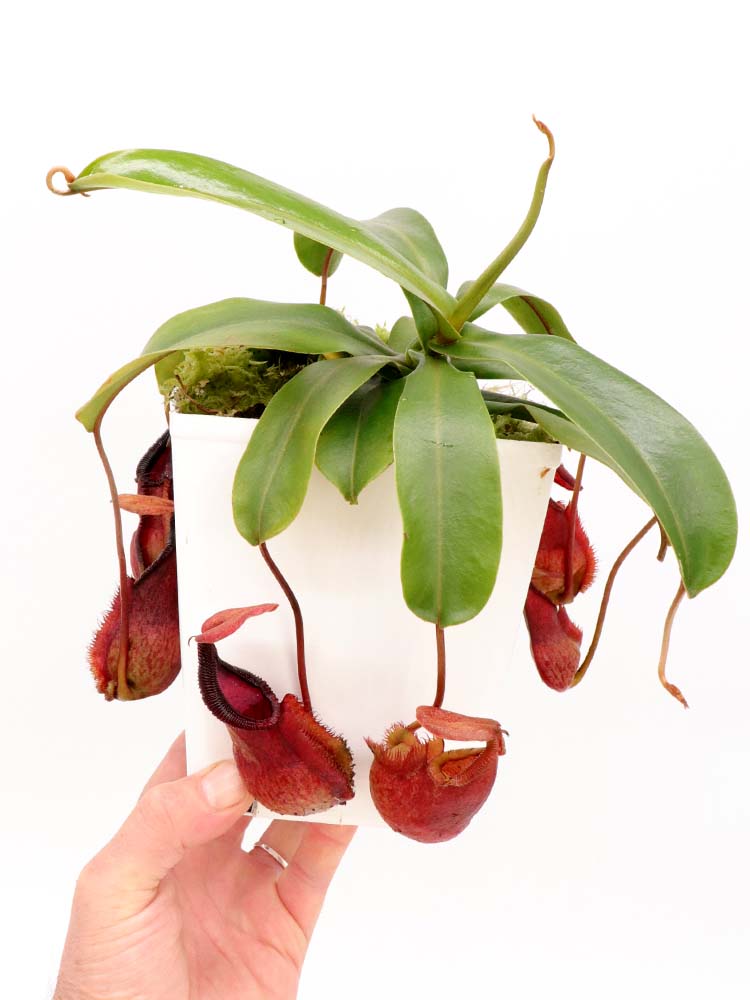 Nepenthes spathulata x "Diabolica" BE-3983