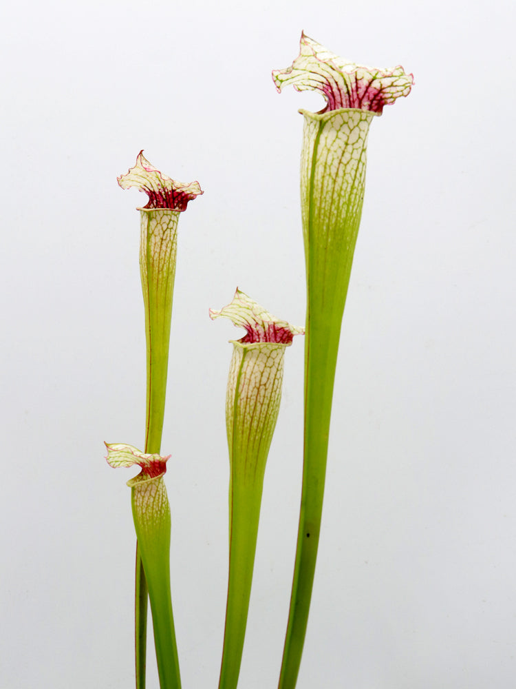 S.x hybrid  SX65A AC