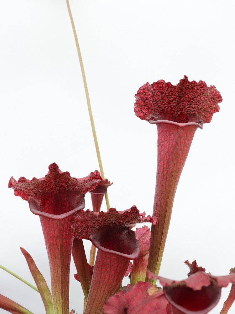 Sarracenia 'Juthatip soper'