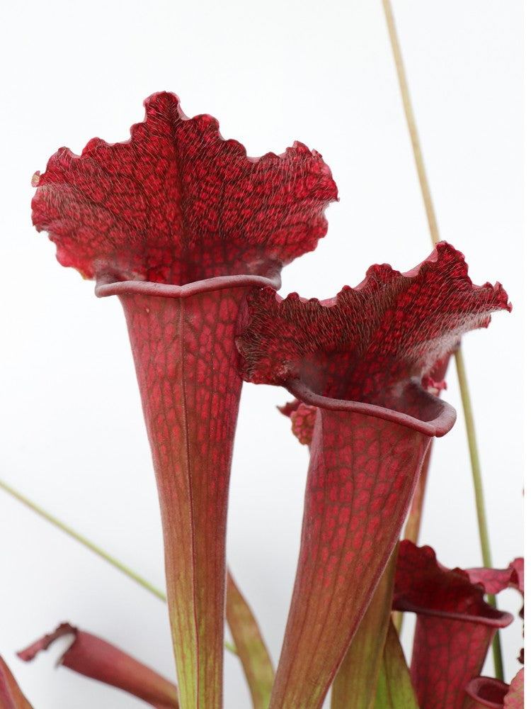 Sarracenia 'Juthatip soper'