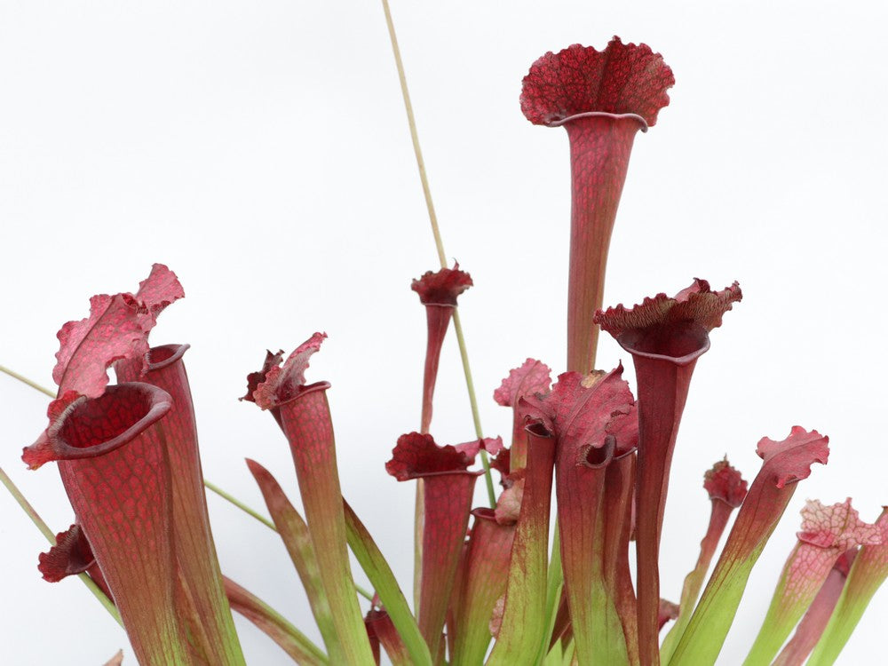 Sarracenia 'Juthatip soper'
