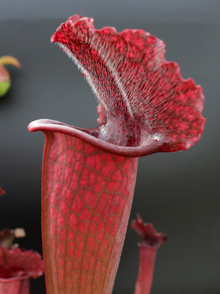 Sarracenia 'Juthatip soper'