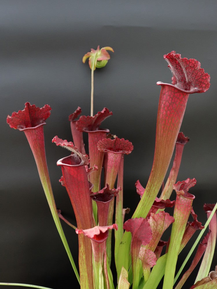 Sarracenia 'Juthatip soper'
