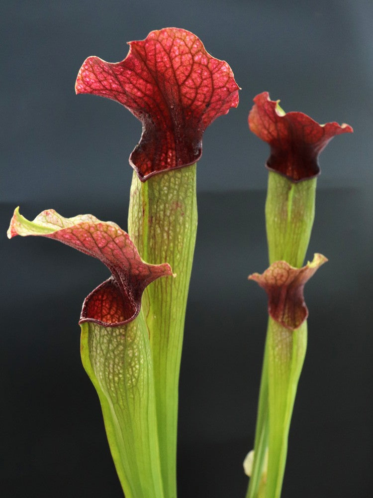 Sarracenia "LLama"
