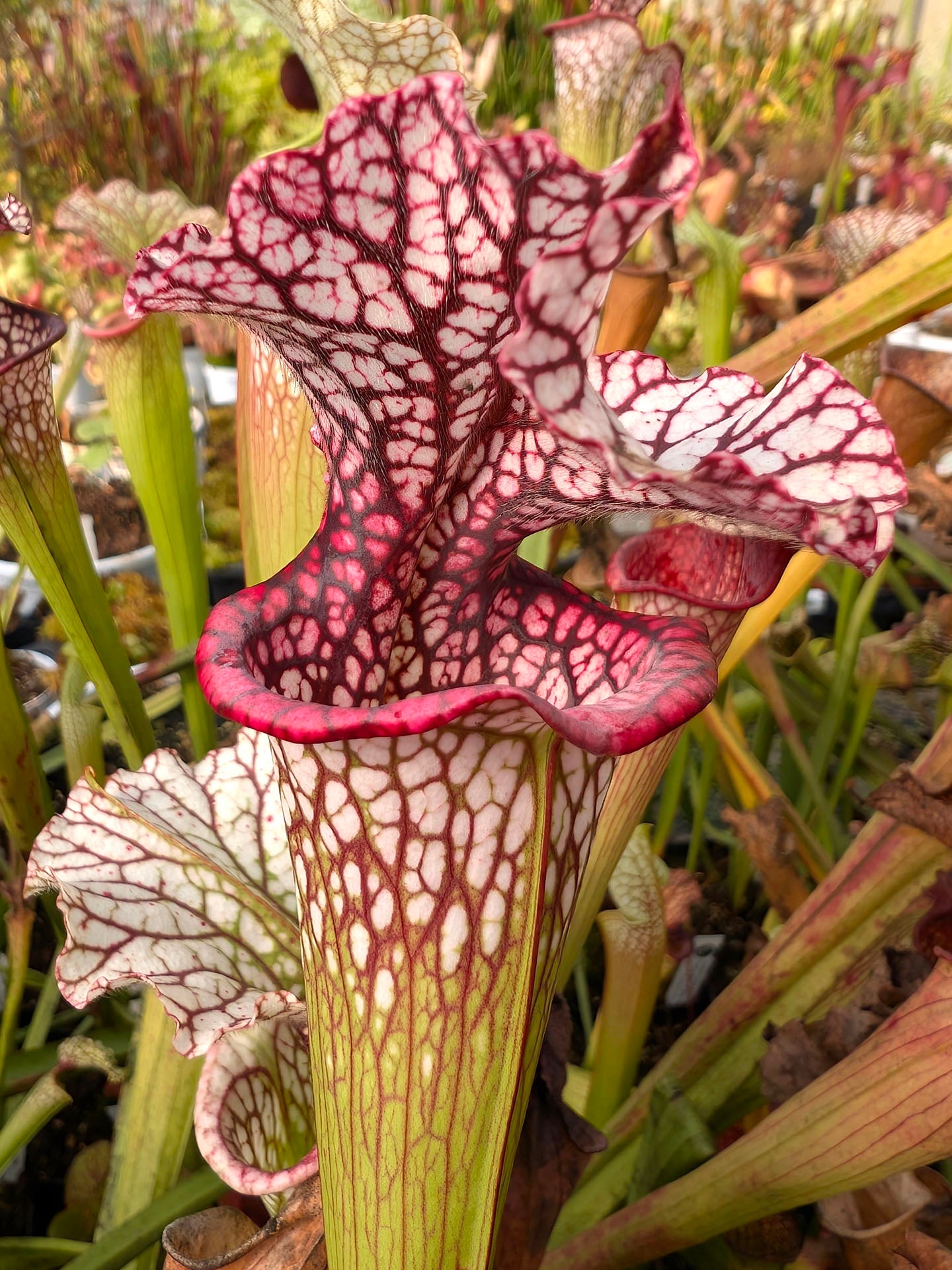 Sarracenia (Leuco x oreo) x Leuco Milton clone D Srba