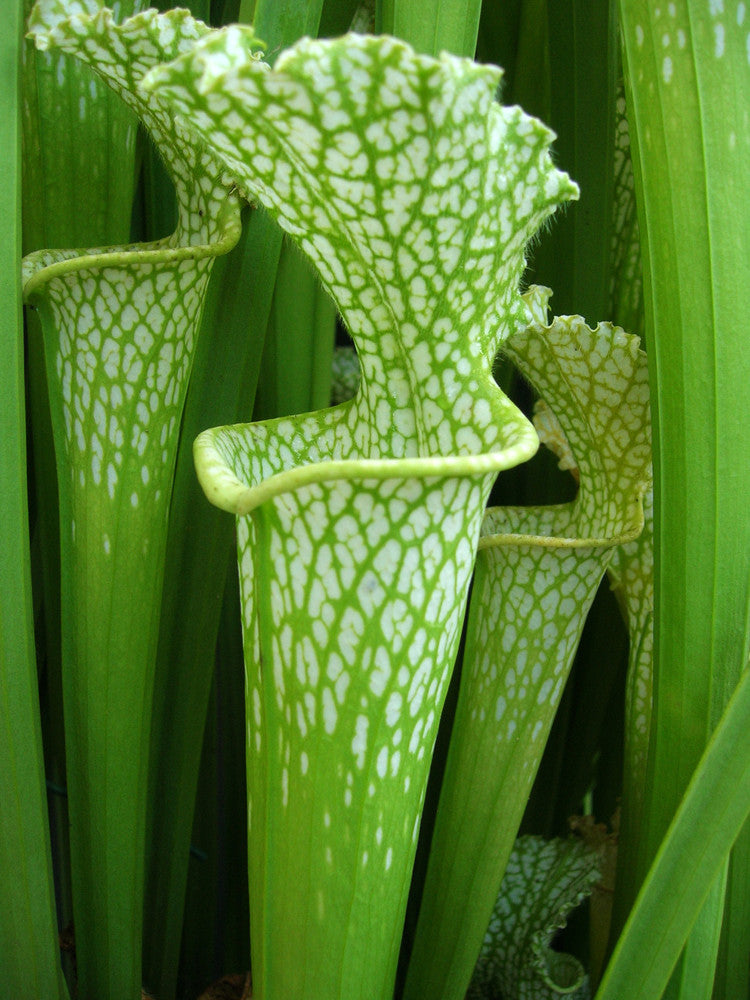 Sarracenia leucophylla f. viridescens  L46A MK