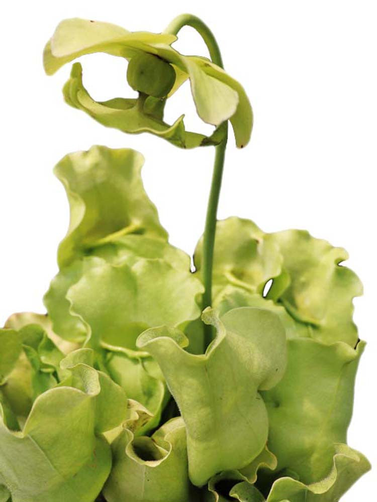 Sarracenia purpurea venosa ssp burkii f.luteola