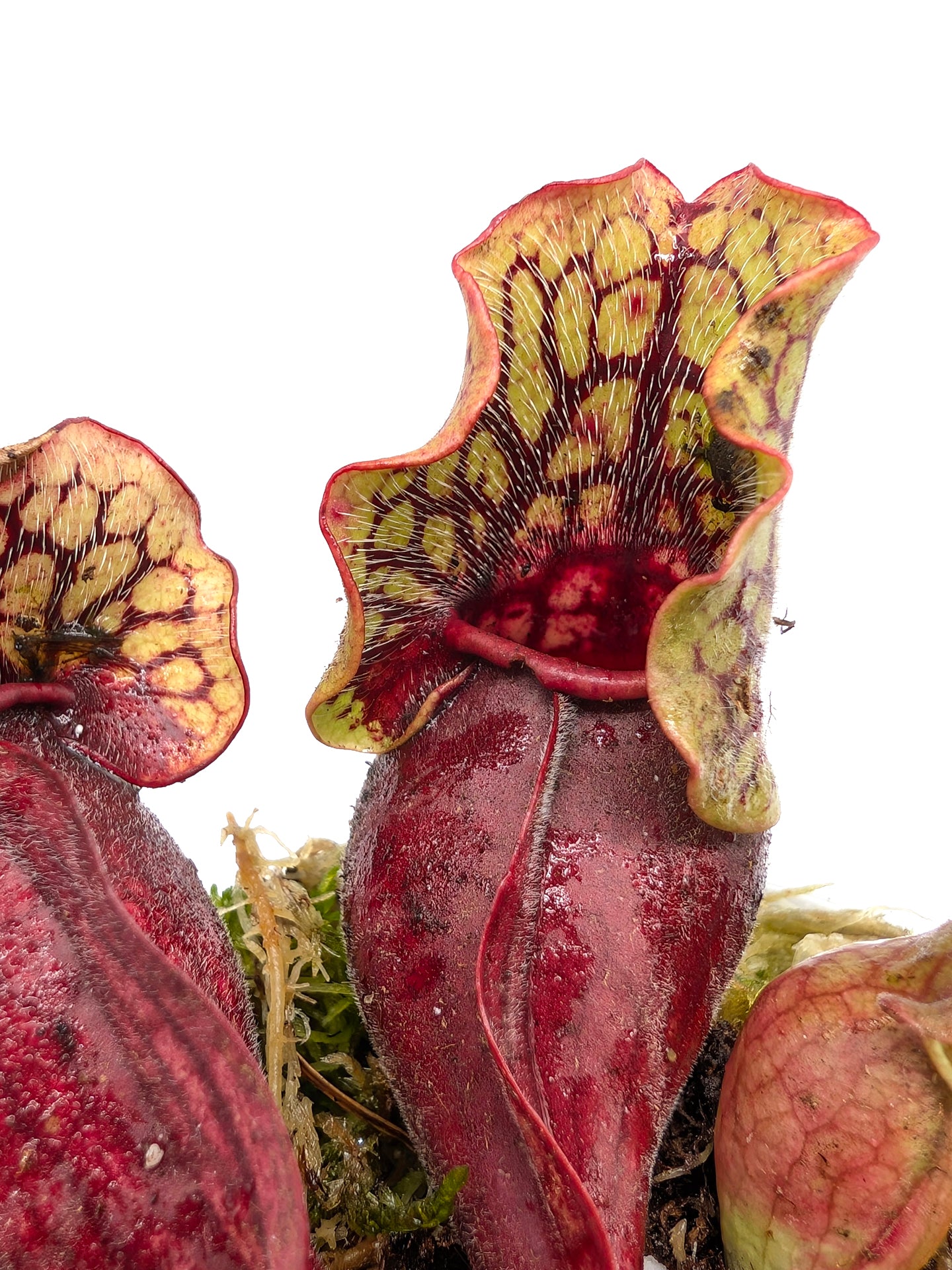 Sarracenia purpurea ssp. venosa montana Transylvania Co.x Sheely Pond