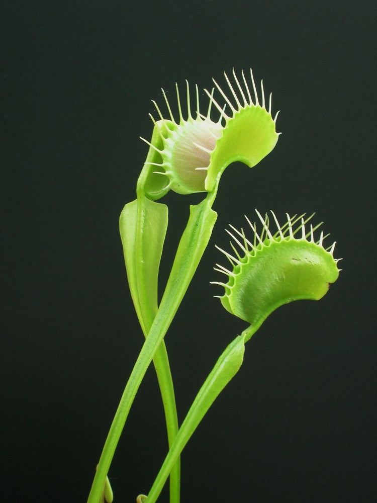 Dionaea muscipula "South west giant"