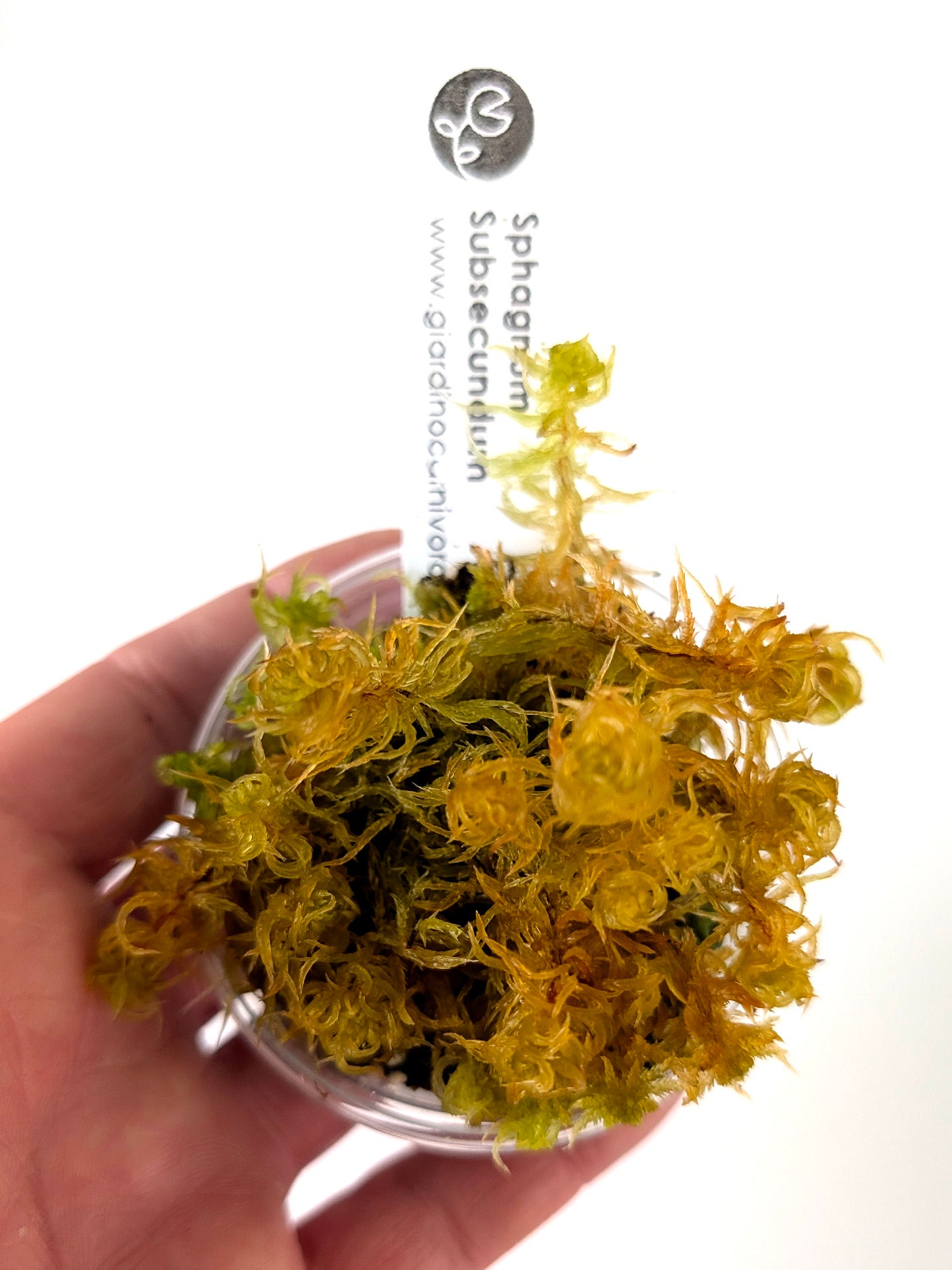 Live sphagnum: Sphagnum subsecundum