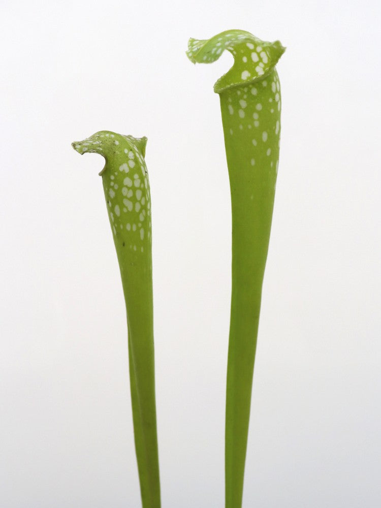 Sarracenia "Green monster"