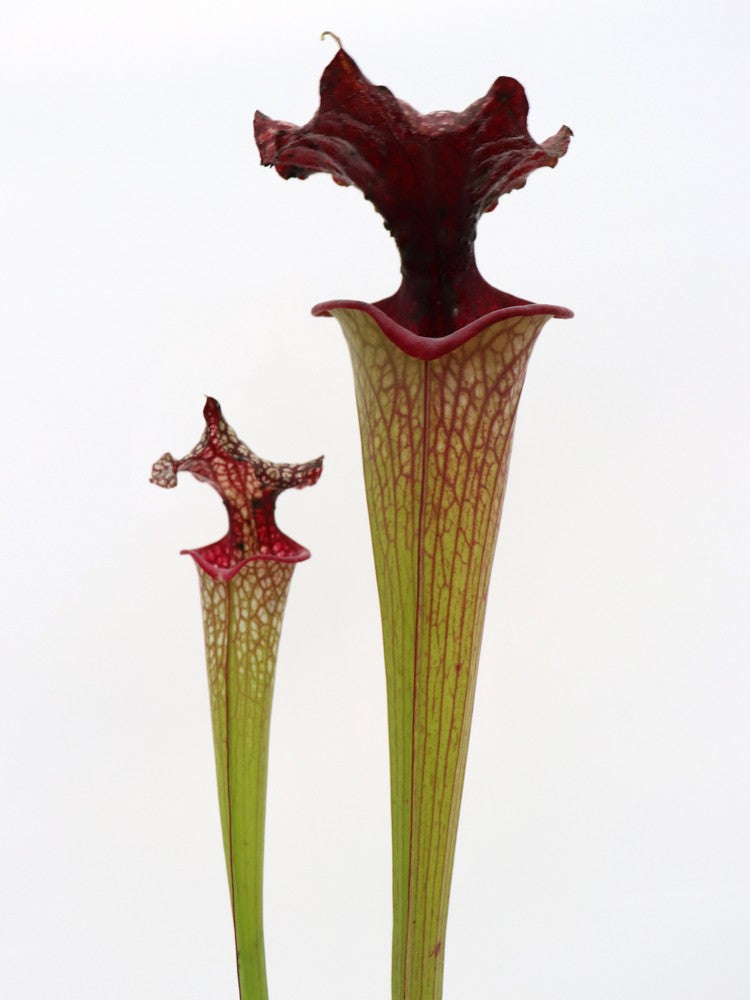 S.x moorei 'Helen Mary'  H182 MK