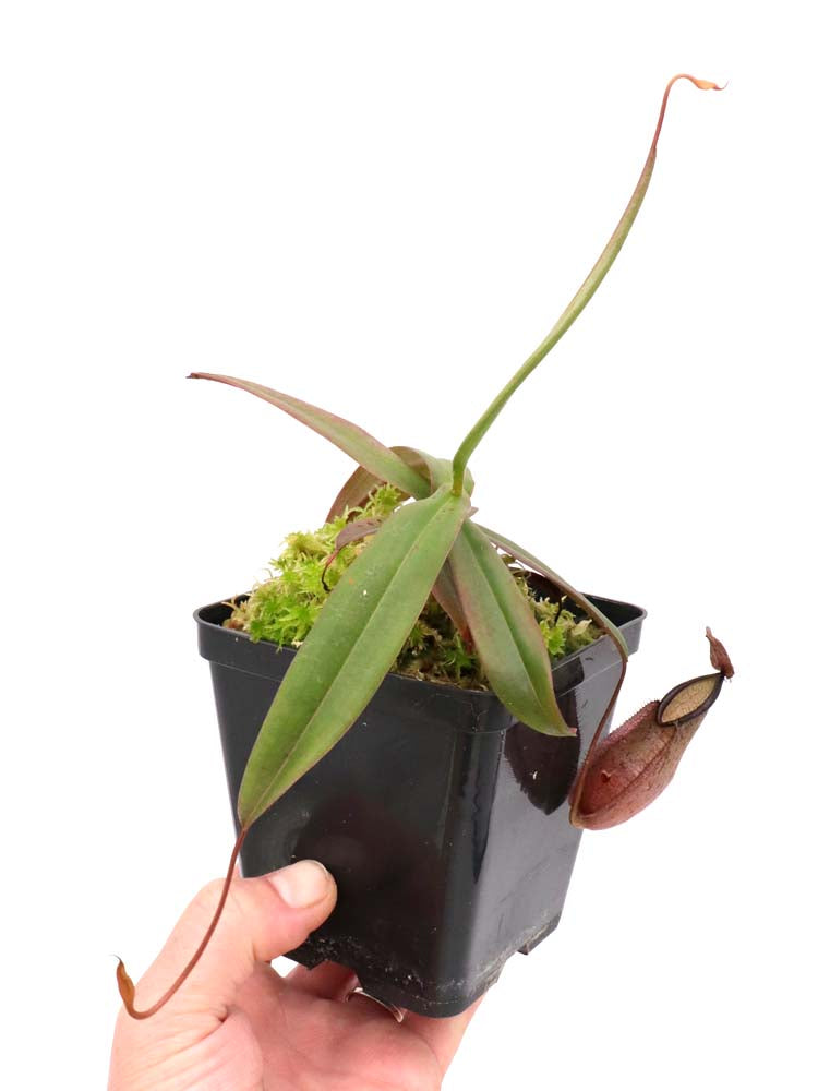 Nepenthes tentaculata Gunung Rajah