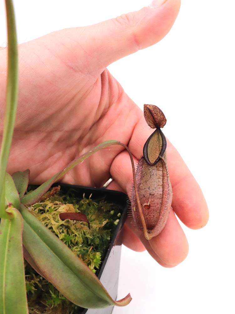 Nepenthes tentaculata Gunung Rajah