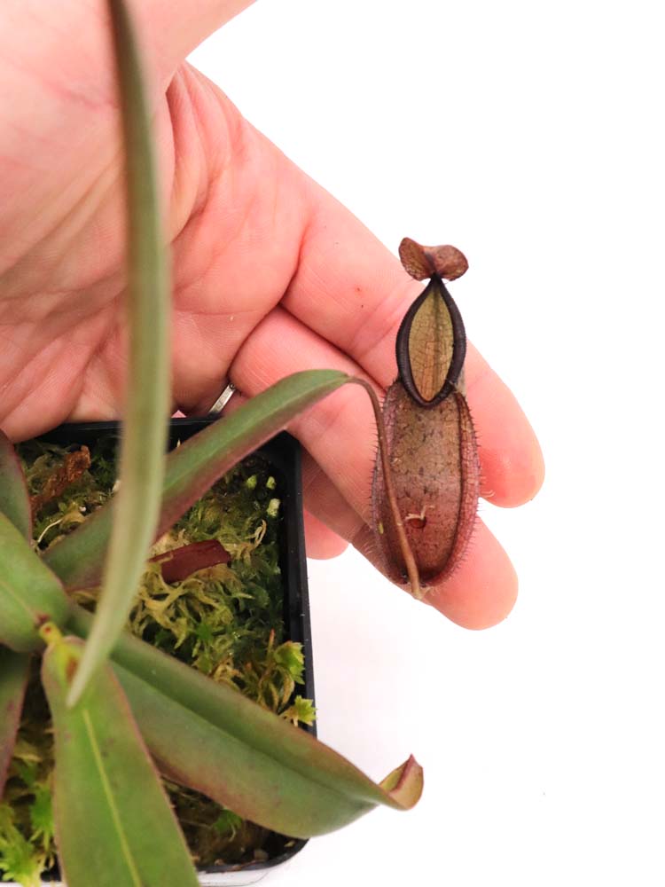 Nepenthes tentaculata Gunung Rajah