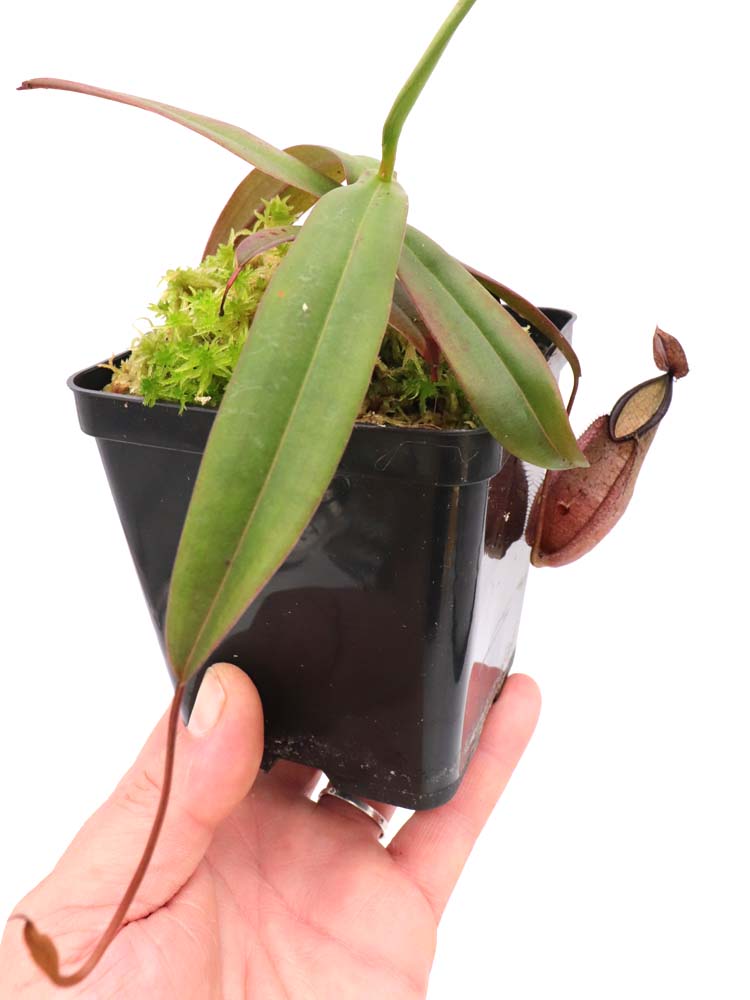 Nepenthes tentaculata Gunung Rajah