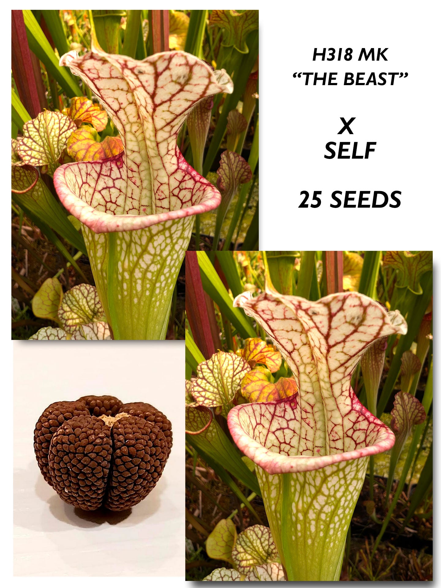 SARRACENIA "THE BEAST" H318 MK